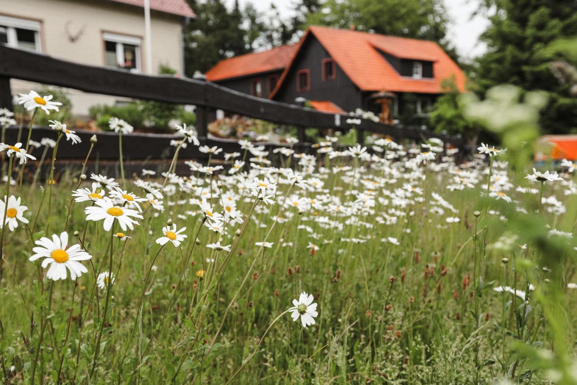 Terrassenhaus Im Harz, Pool, Sauna, Wlan برونلاغ المظهر الخارجي الصورة